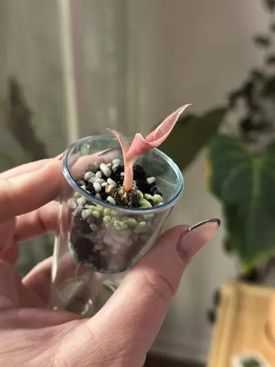 plant/Alocasia Pink Chantrieri pup, corm grown, buyers risk!-2-thumbnail