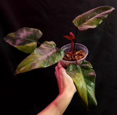 plant/Philodendron Variegated Dark Lord - Mid Cut-3-thumbnail