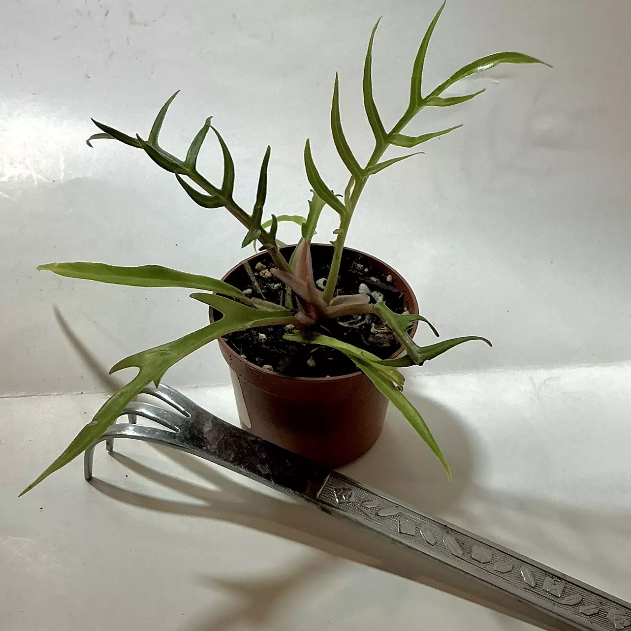 plant/Philodendron “tortum” 2” pot (cute & unique)-0