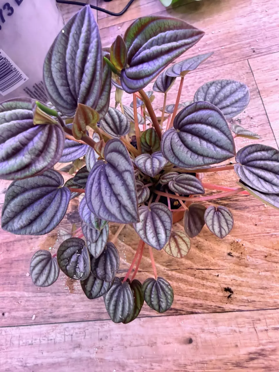 plant/Peperomia Piccolo Banda 0003-2