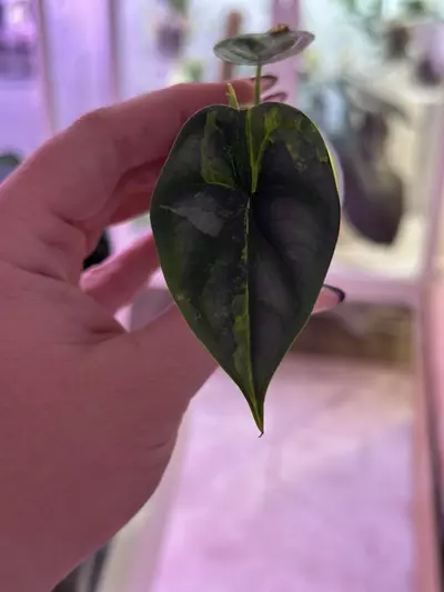 plant/Alocasia Dragon Scale Aurea pup - corm grown-3-thumbnail