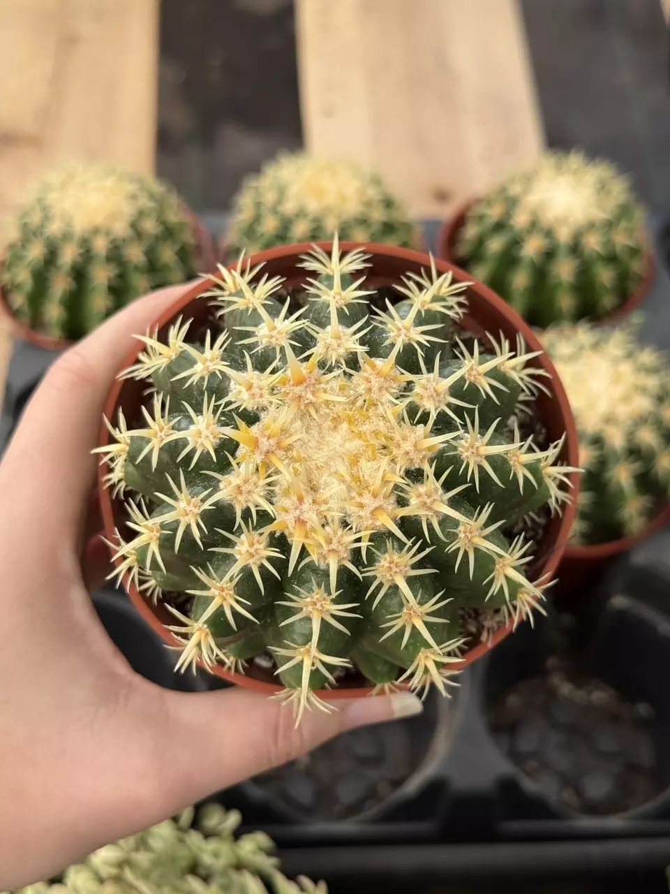 plant/Echinocactus grusonii intermedius | Short-Spined Golden Barrel | 4” Pot-0
