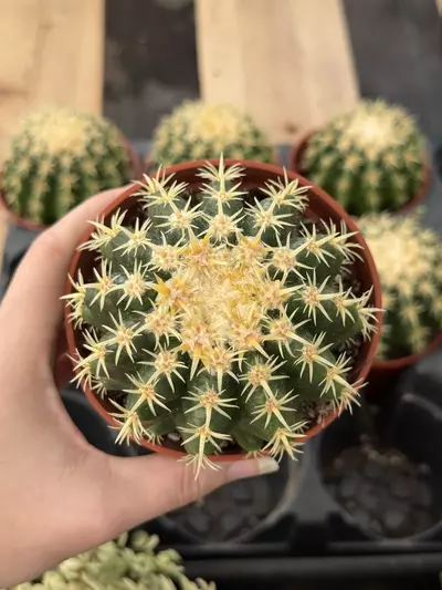 plant/Echinocactus grusonii intermedius | Short-Spined Golden Barrel | 4” Pot-0-thumbnail