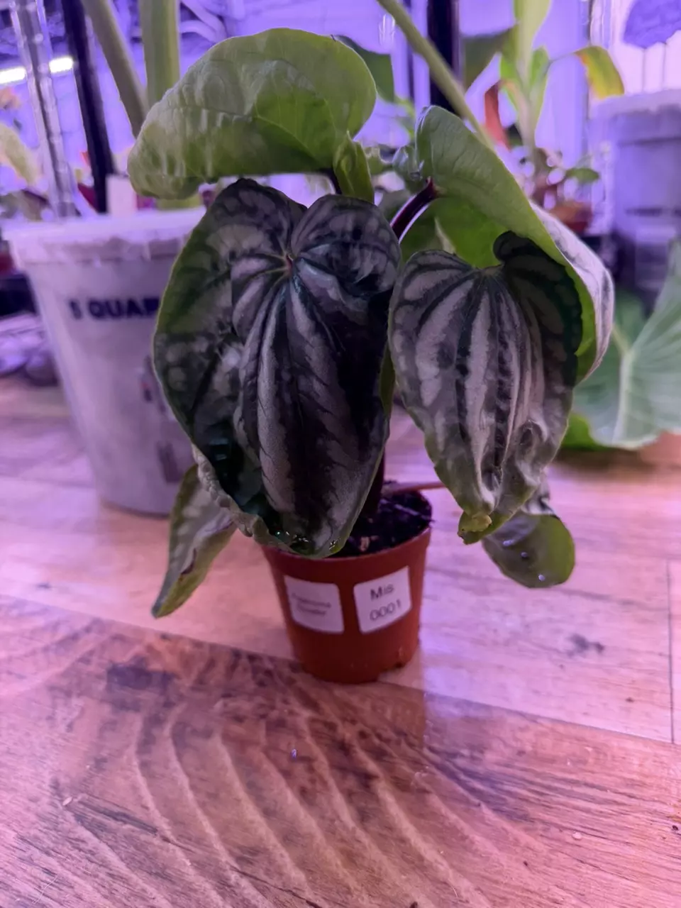 plant/Peperomia Ecuador 0001-0