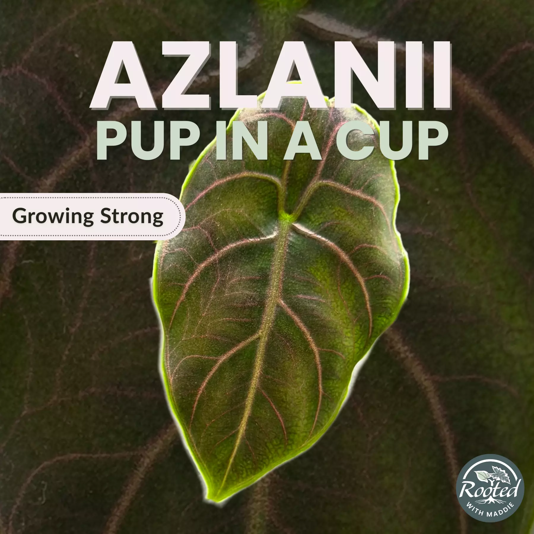 plant/Azlanii Alocasia-0