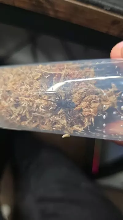 plant/Phormictopus sp. "Dominican purple" 3/4"-0-thumbnail