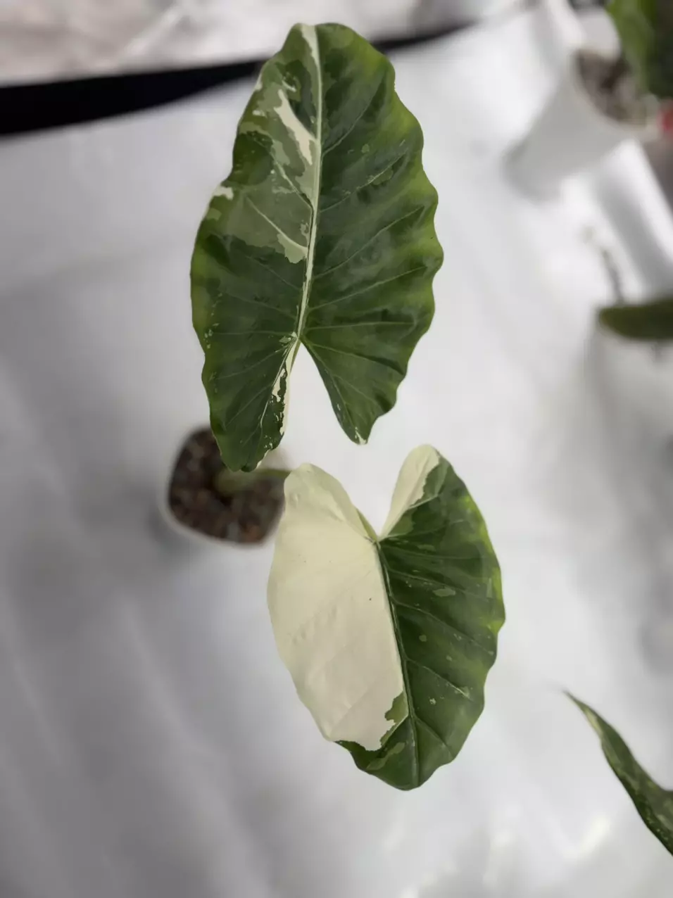 plant/Macrohizza Albo Corm-1