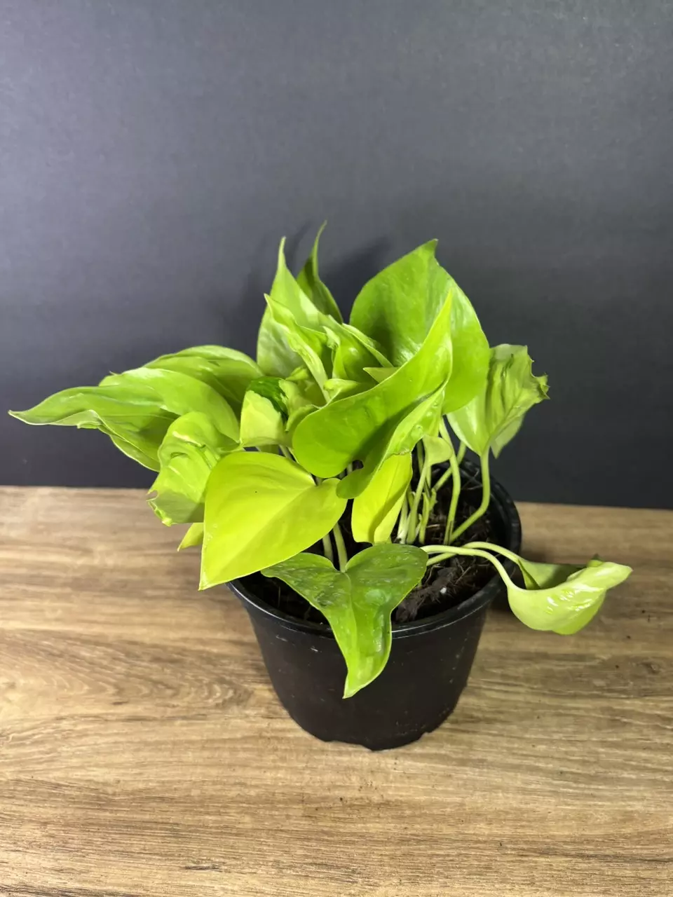 plant/São Paulo Pothos 6” 1986-2