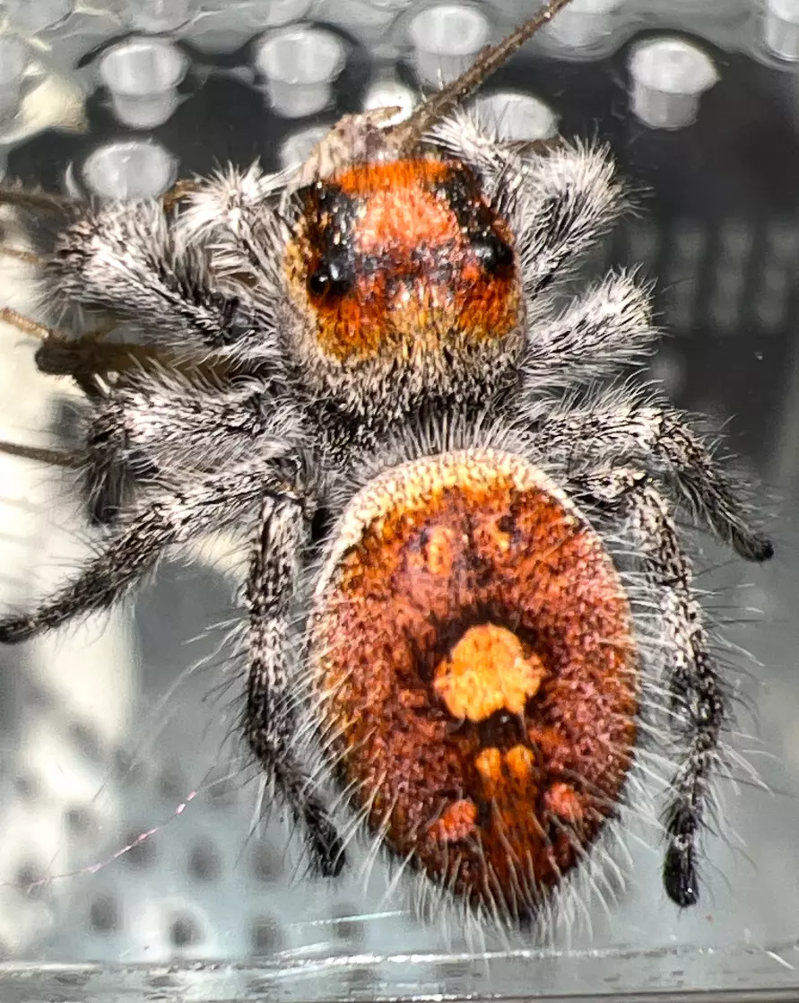 plant/ “Dragon’s Breath” Regal Jumping Spider (P. regalis)-0