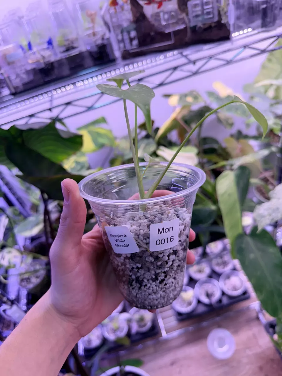 plant/Monstera white monster 0016-1