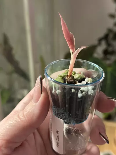 plant/Alocasia Pink Chantrieri pup, corm grown, buyers risk!-1-thumbnail