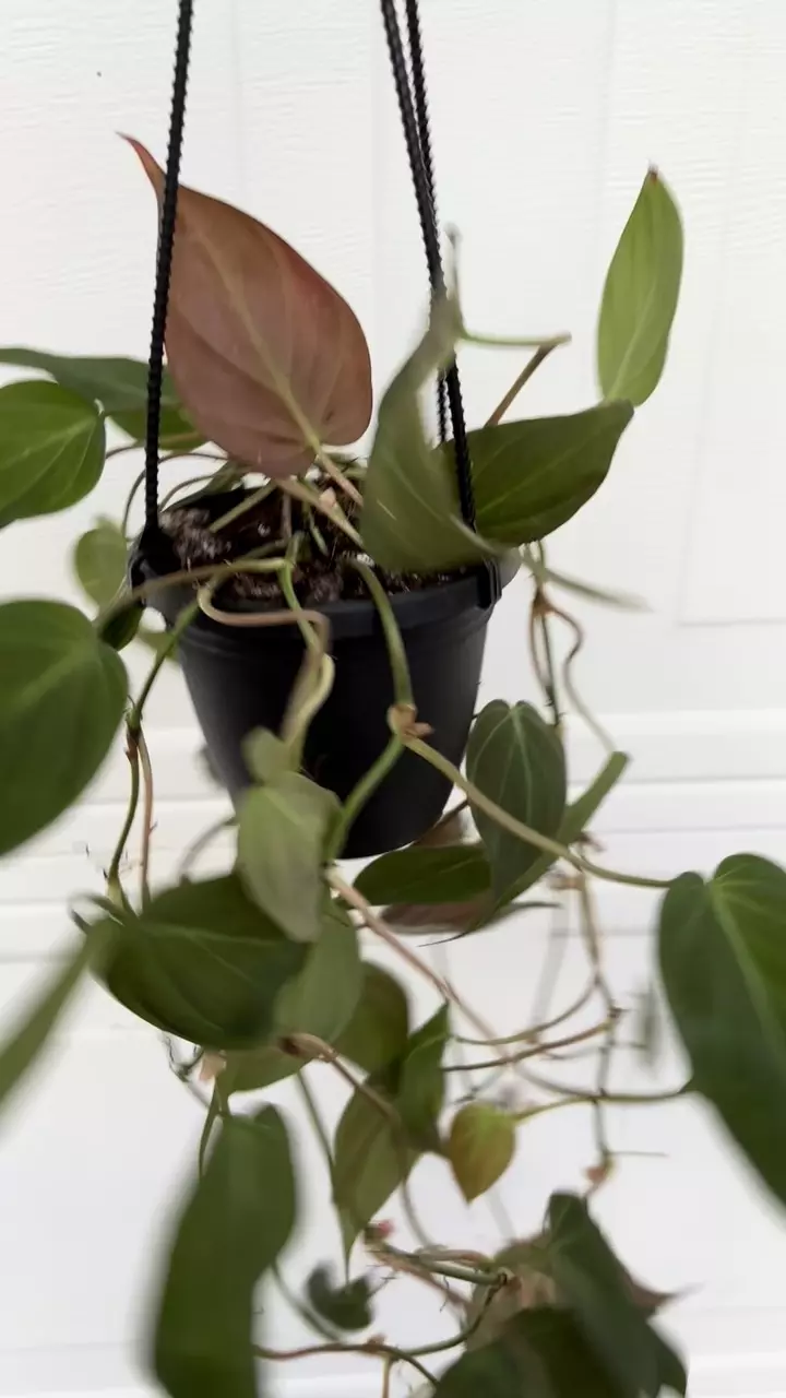 plant/Philodendron Micans 4” HB-2