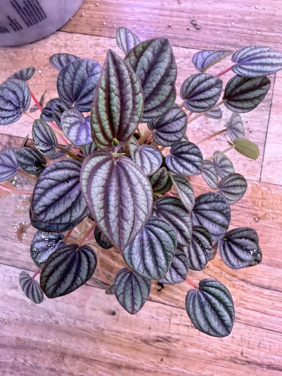 plant/Peperomia Piccolo Banda 0005-1