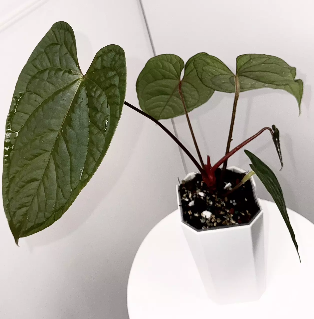 plant/Anthurium “Night Queen” Papillilaminum x Luxurians in Cataphyll-1