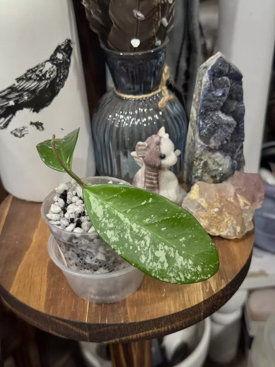 plant/441-Hoya SMS Wildflower unrooted cutting in Fluval mix-0