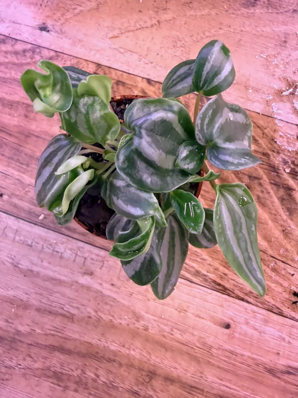 plant/Peperomia Watermelon 0002-1