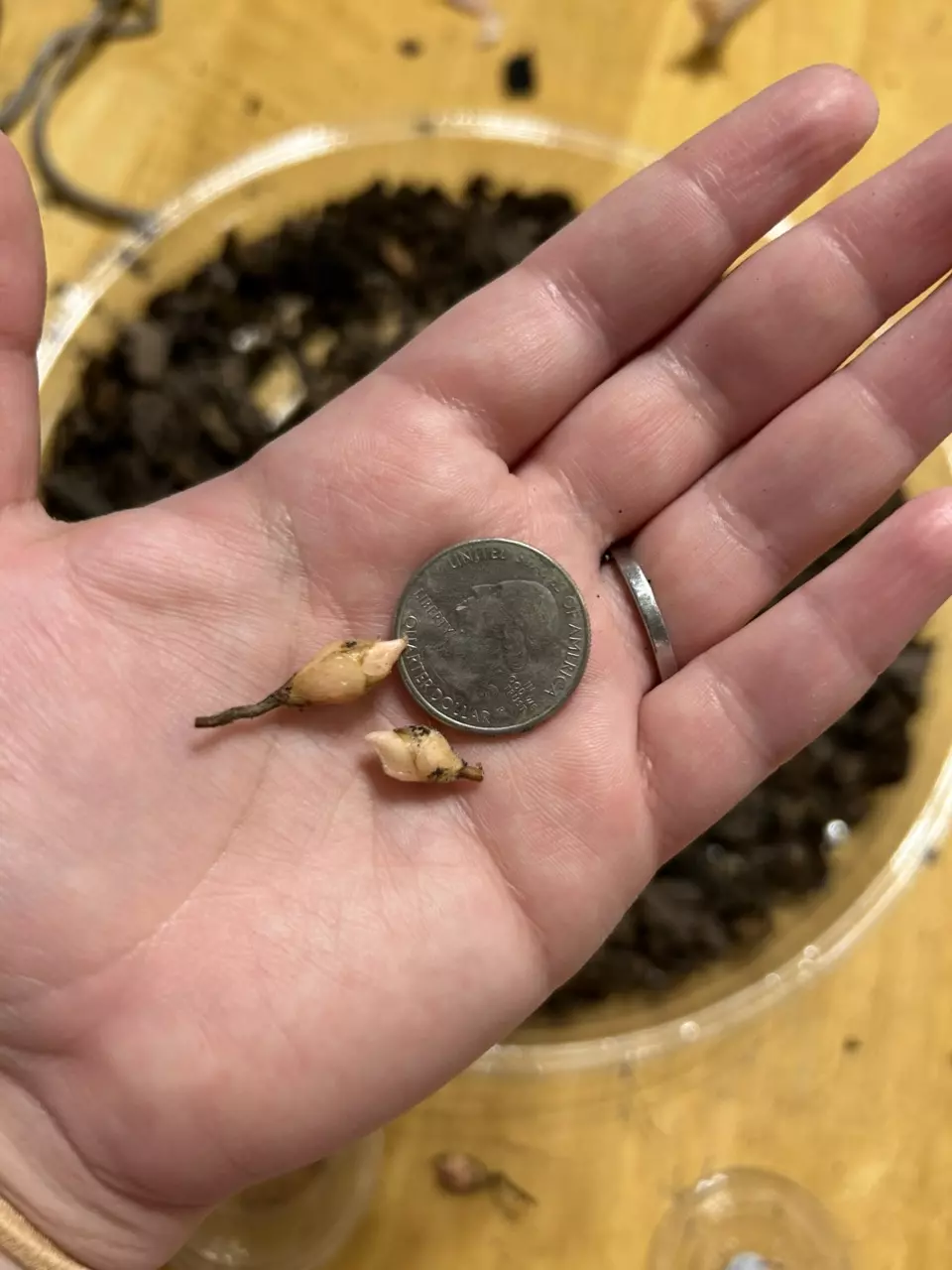 plant/CORMS Pink Dragon Alocasia-3