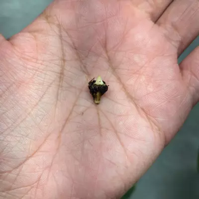 plant/1 small corm - Hypoleuca Mahabhetra Alocasia-3-thumbnail