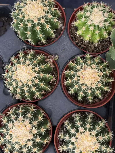 plant/Echinocactus grusonii intermedius | Short-Spined Golden Barrel | 4” Pot-2-thumbnail