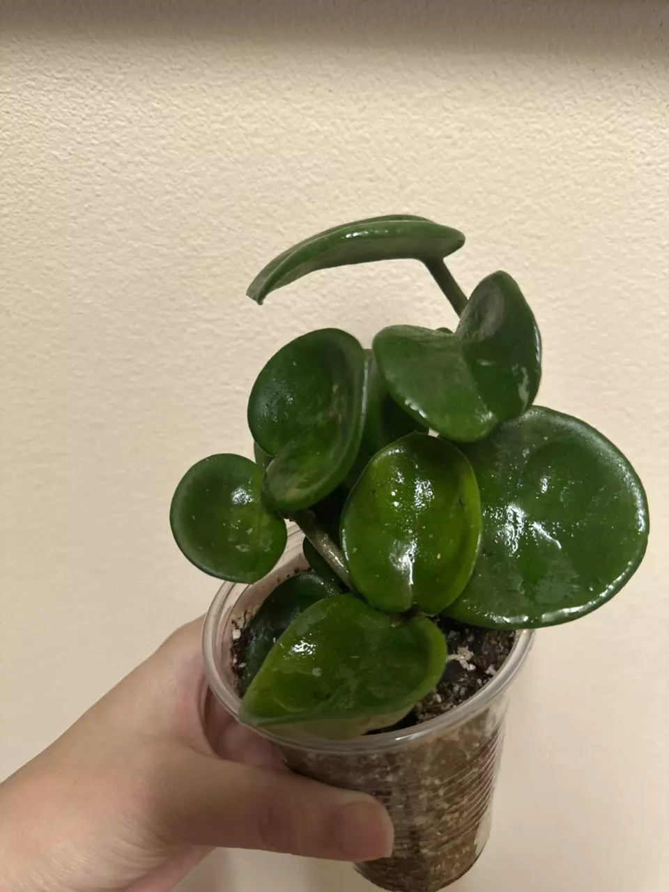 plant/Hoya Chelsea-0