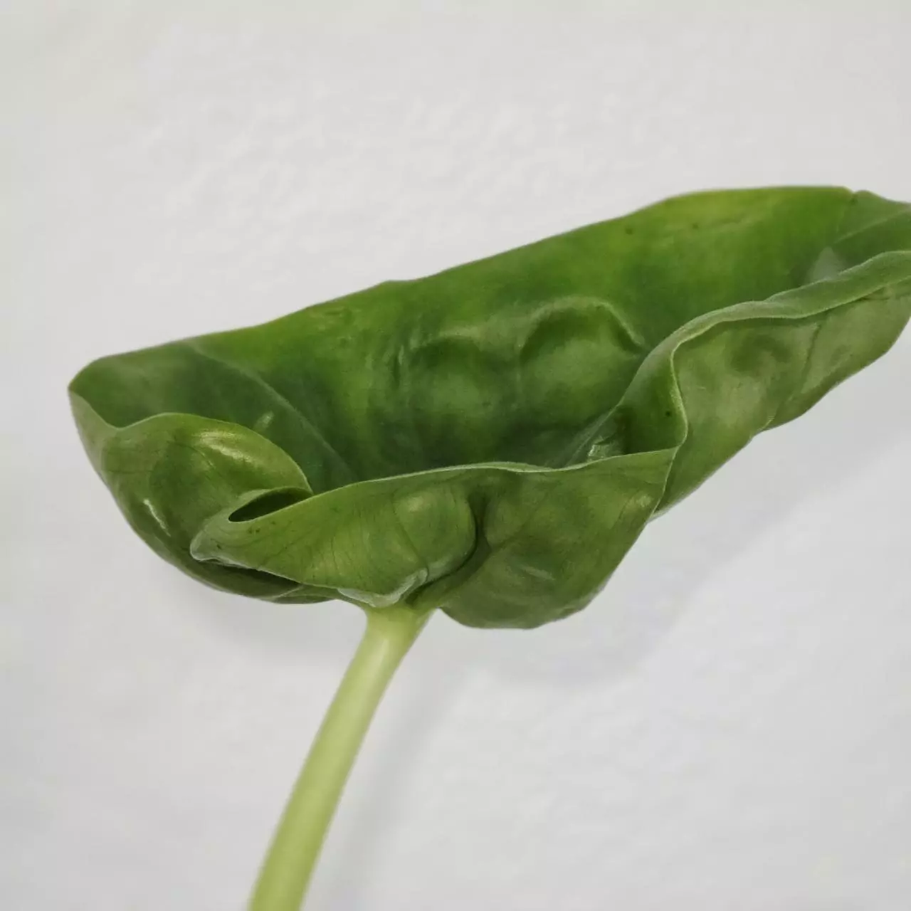 plant/1 small corm - Hypoleuca Mahabhetra Alocasia-1