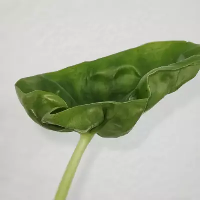 plant/1 small corm - Hypoleuca Mahabhetra Alocasia-1-thumbnail