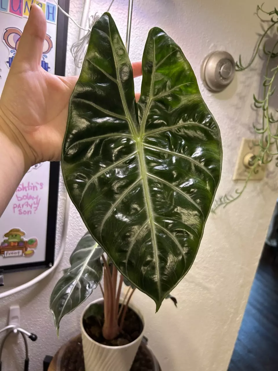 plant/CORMS Pink Dragon Alocasia-1