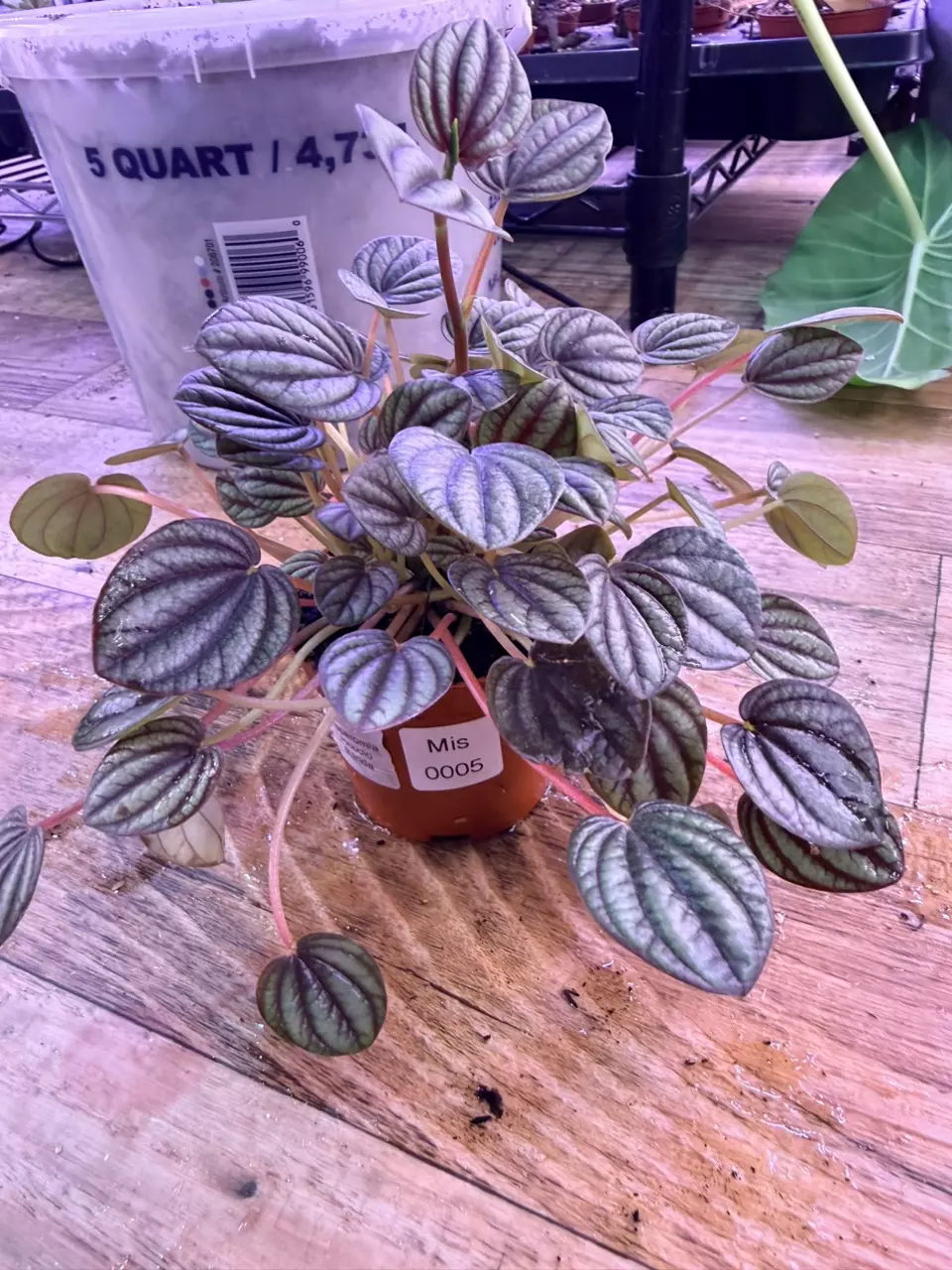 plant/Peperomia Piccolo Banda 0005-0