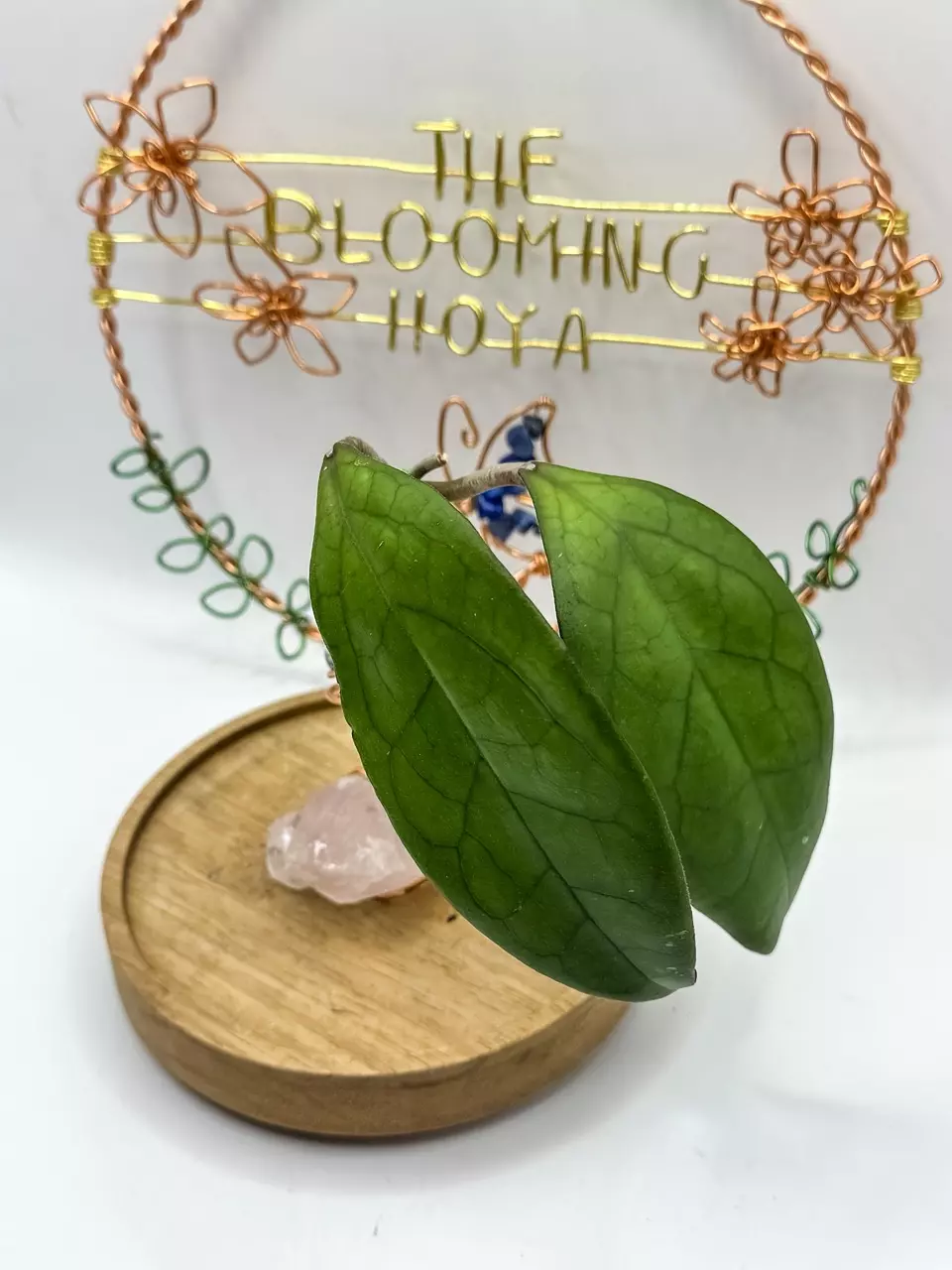 plant/2. UPT Mayumi (rooted)-0