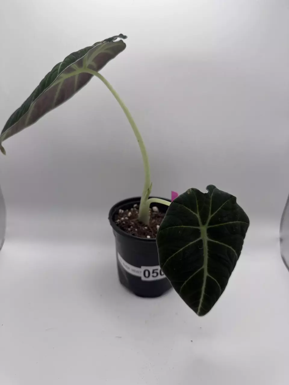 plant/Alocasia black velvet 0501-1