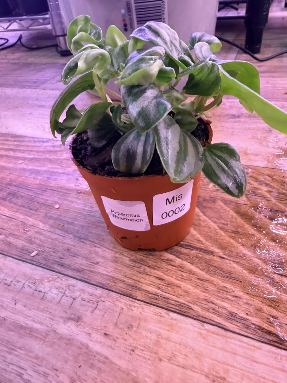 plant/Peperomia Watermelon 0002-0