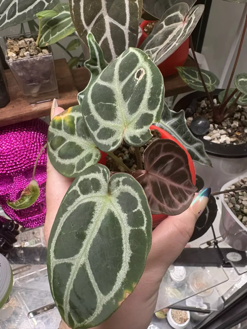 plant/Anthurium Wonder Boy-2