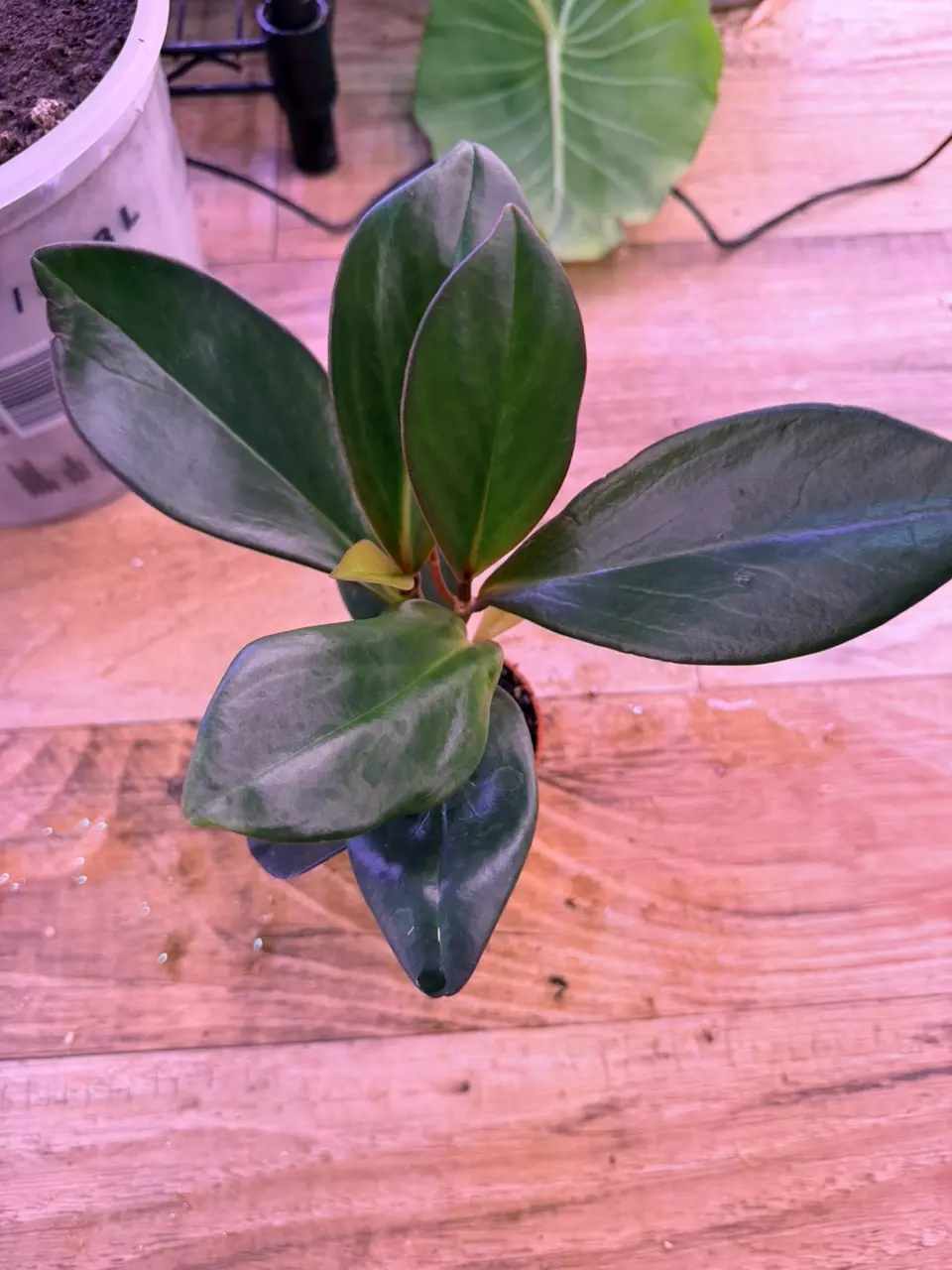 plant/Peperomia Red Edge 0006-2