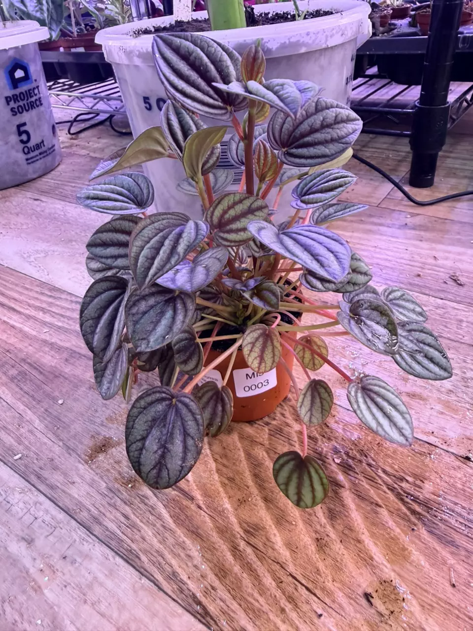 plant/Peperomia Piccolo Banda 0003-0