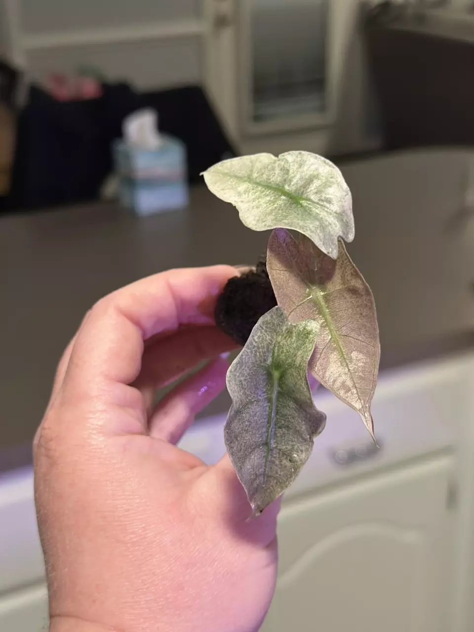 plant/Alocasia Polly Pink Mint 💚 (ships in plug)-0