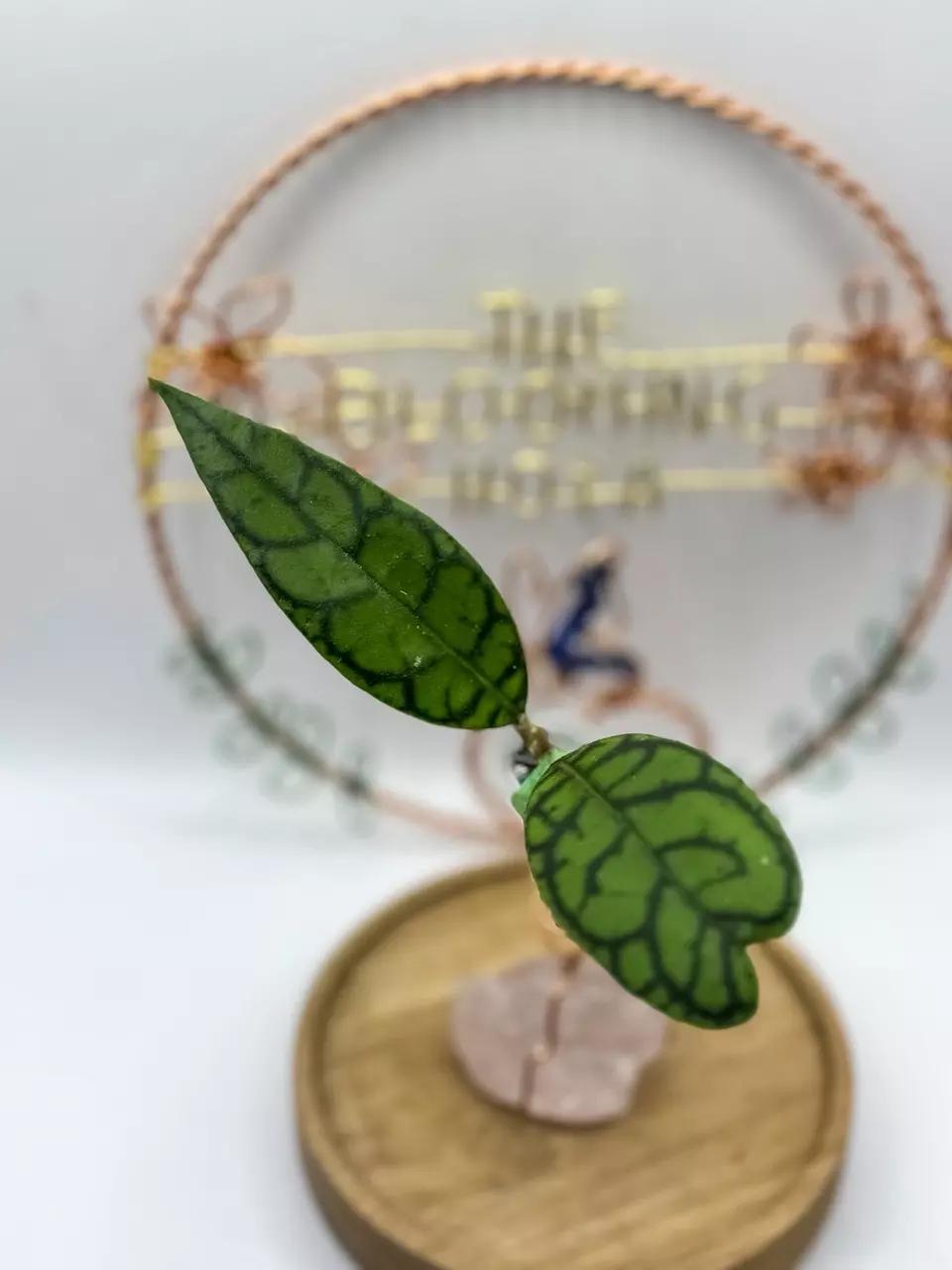 plant/21. Callistophylla AR17 (small roots)-0