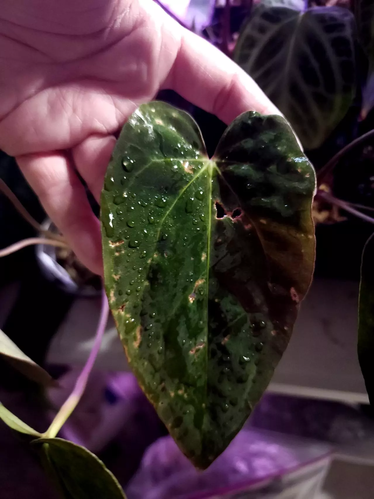 plant/Midnight Stranger x Pap from Hai-5