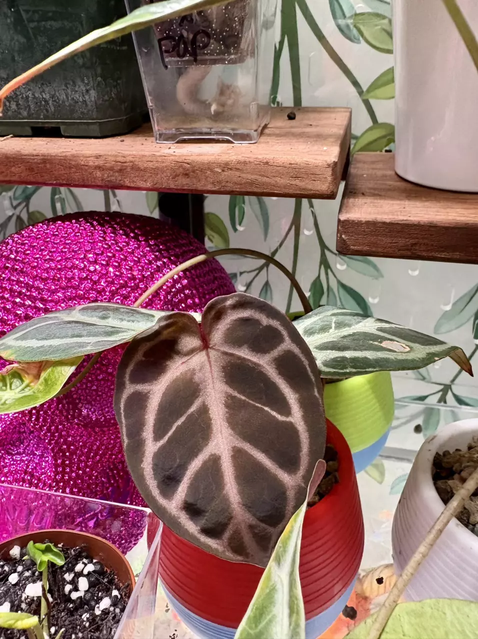 plant/Anthurium Wonder Boy-1