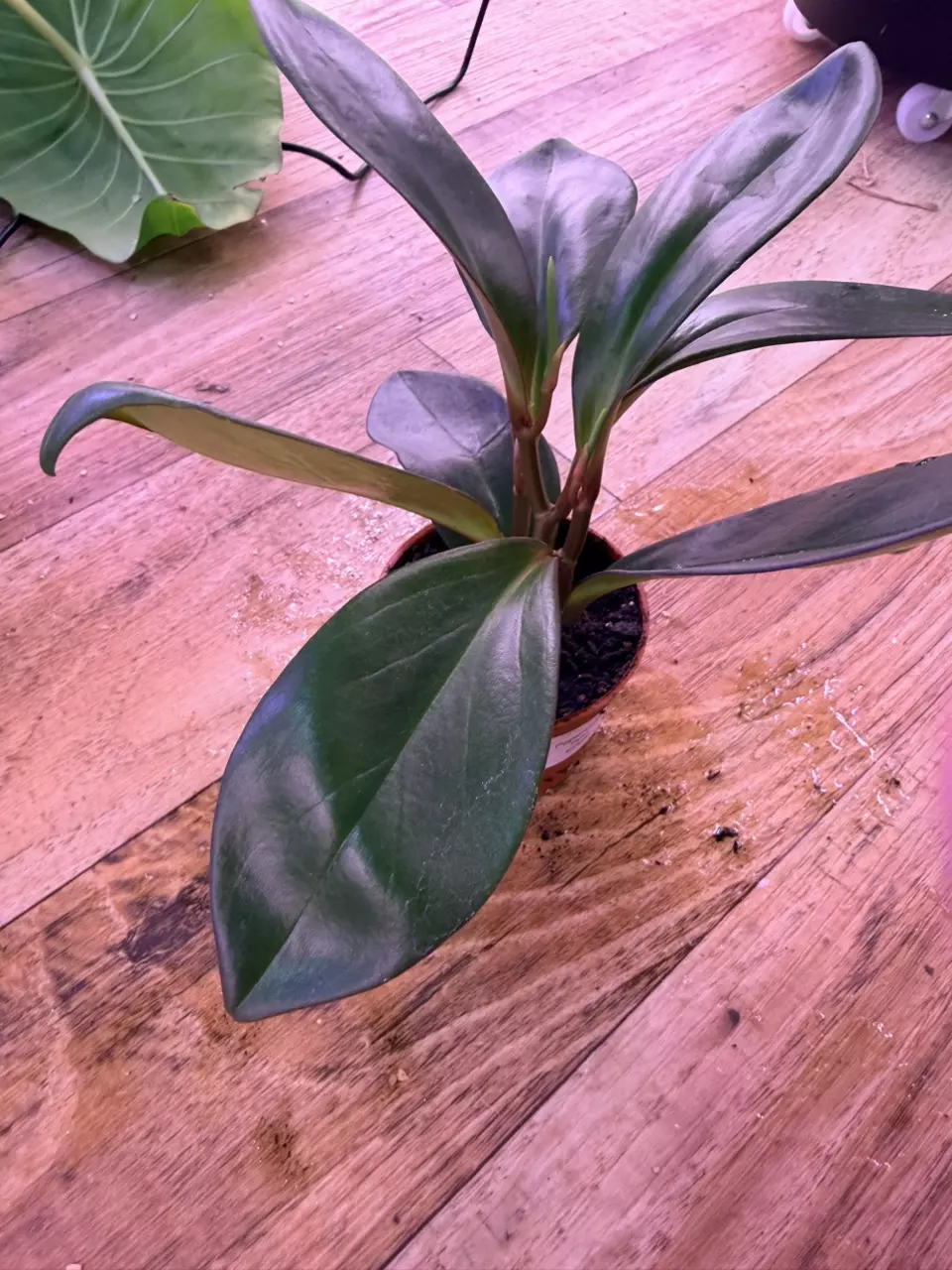 plant/Peperomia Red Congo 0009-2