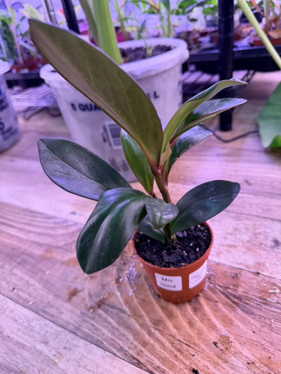 plant/Peperomia Red Edge 0004-0