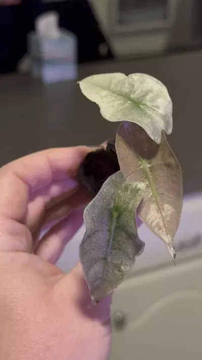 plant/Alocasia Polly Pink Mint 💚 (ships in plug)-1-thumbnail