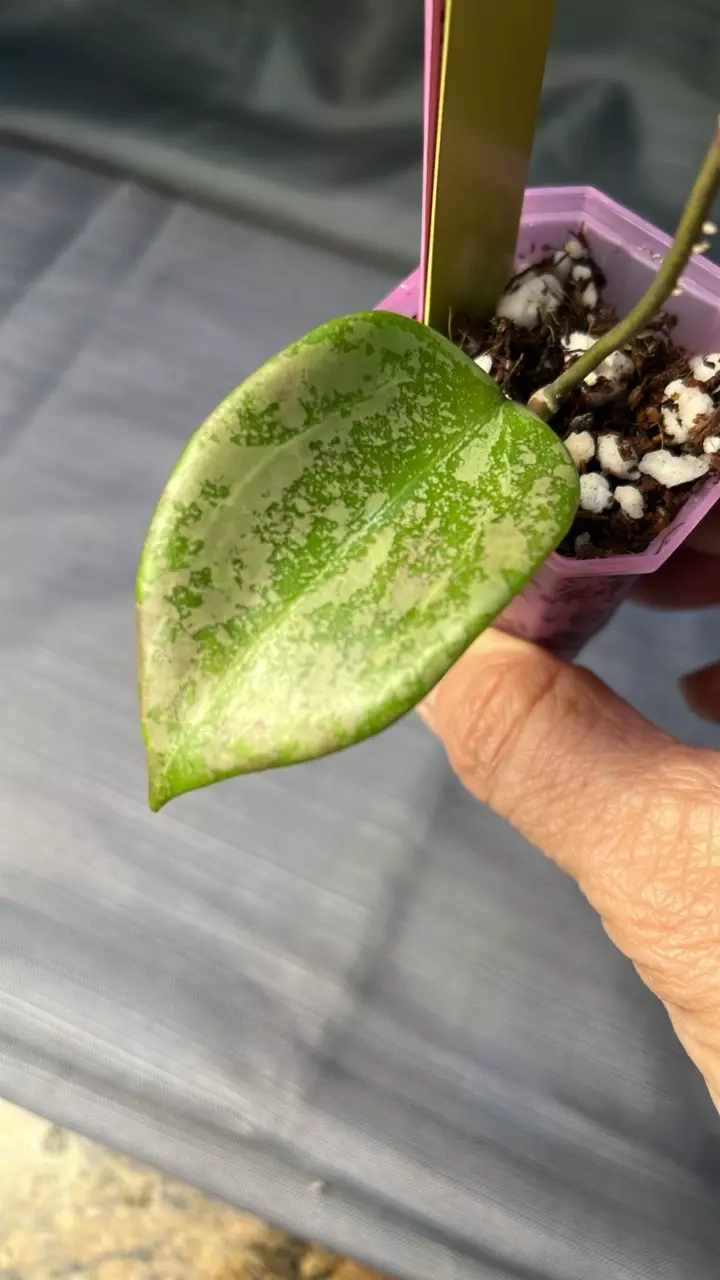 plant/161. H ‘Pink Crush’ DMW-001-U-1