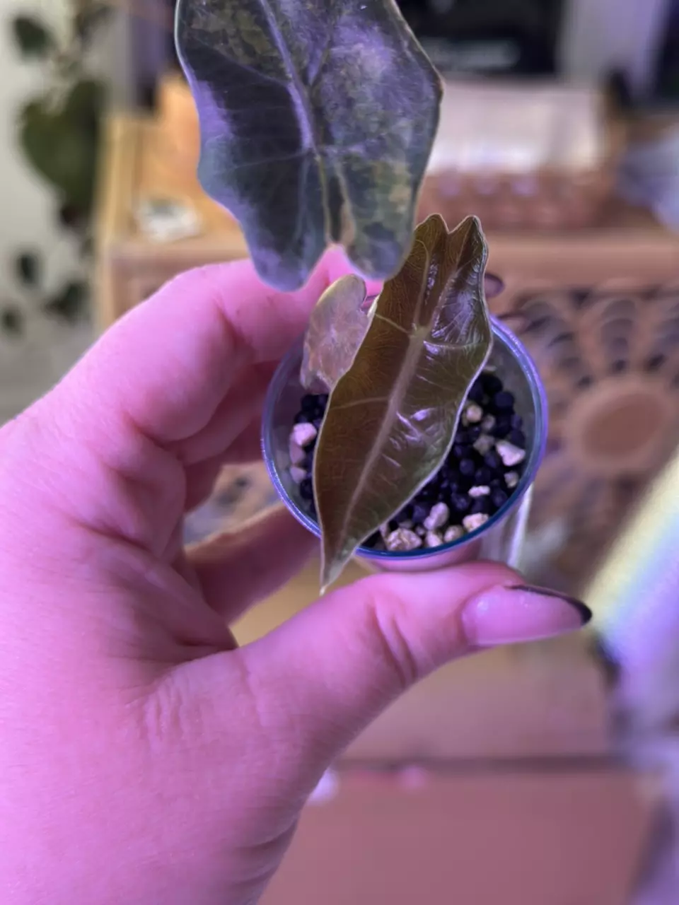 plant/Alocasia Psuedo Aurea 💛corm grown-1