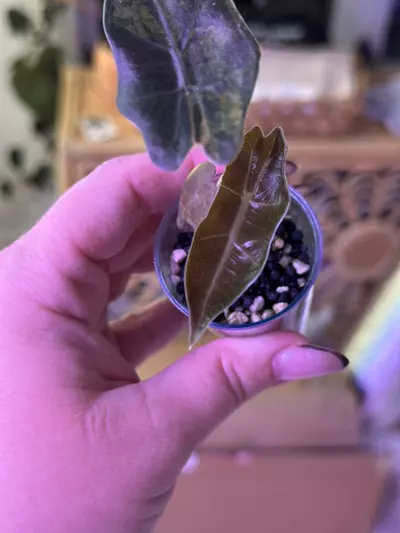 plant/Alocasia Psuedo Aurea 💛corm grown-1-thumbnail