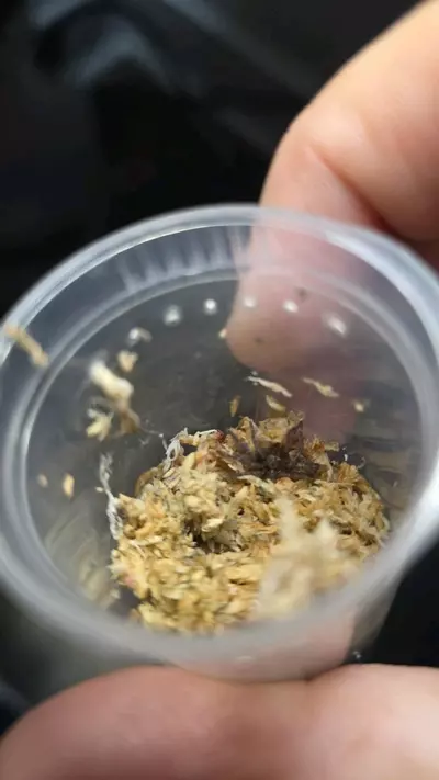 plant/Gabon Blue Dwarf (Heterothele gabonensis) 1/2"-0-thumbnail