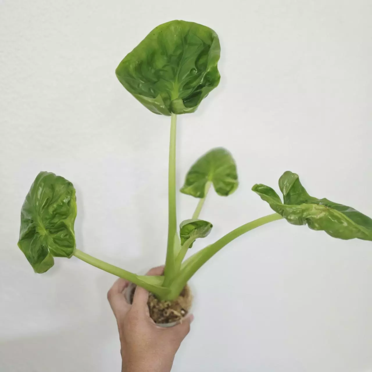 plant/1 small corm - Hypoleuca Mahabhetra Alocasia-0