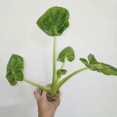 plant/1 small corm - Hypoleuca Mahabhetra Alocasia-0-thumbnail