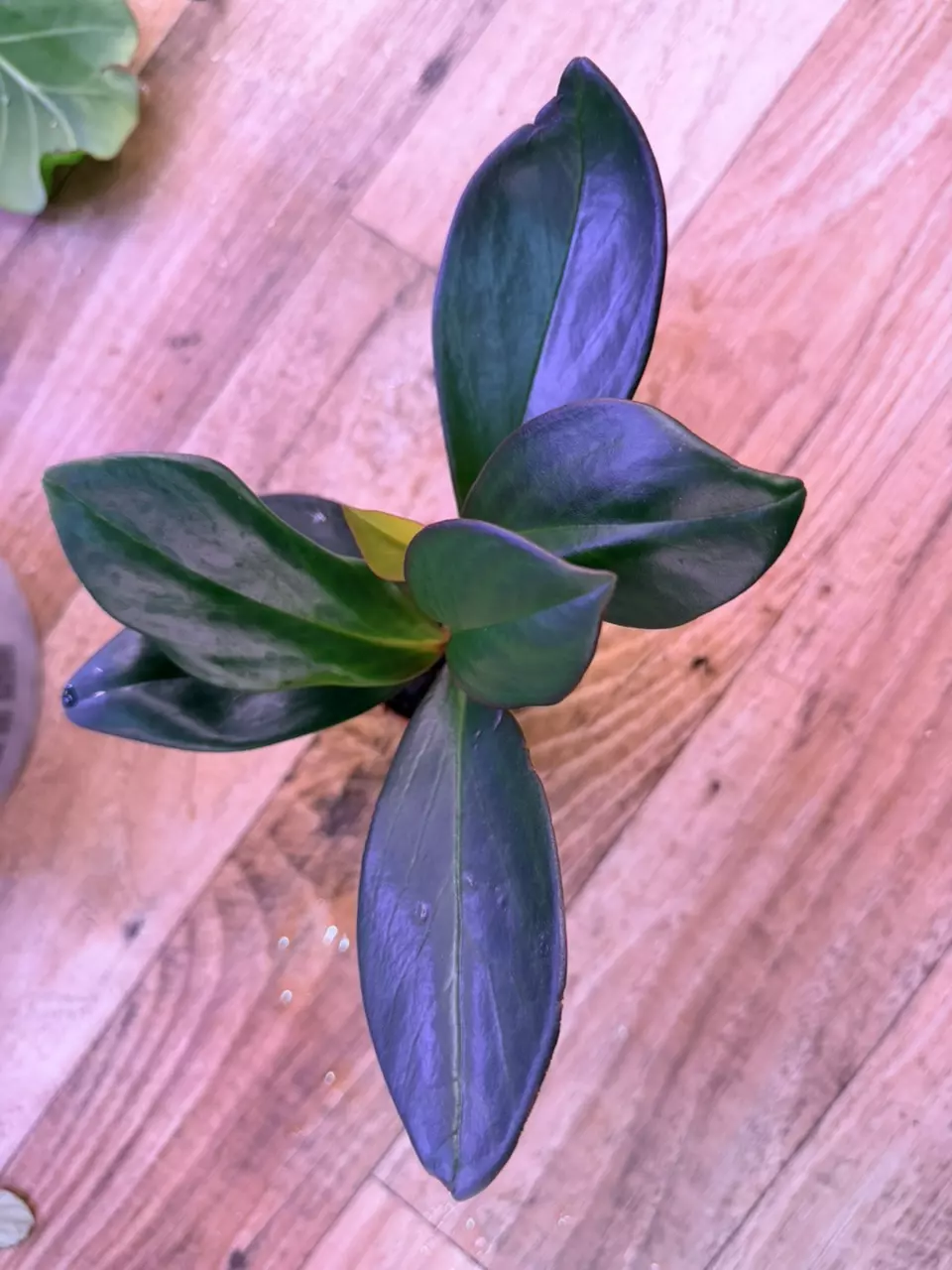 plant/Peperomia Red Edge 0006-1