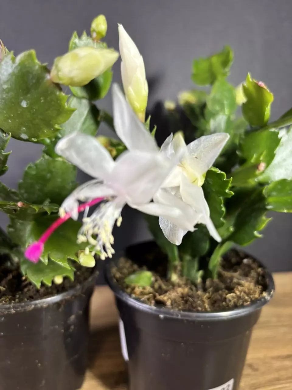 plant/Christmas (Thanksgiving) Cactus - White  4” - grower’s choice-1