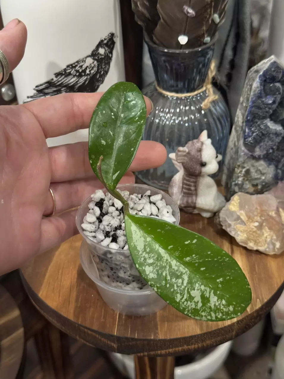 plant/441-Hoya SMS Wildflower unrooted cutting in Fluval mix-3